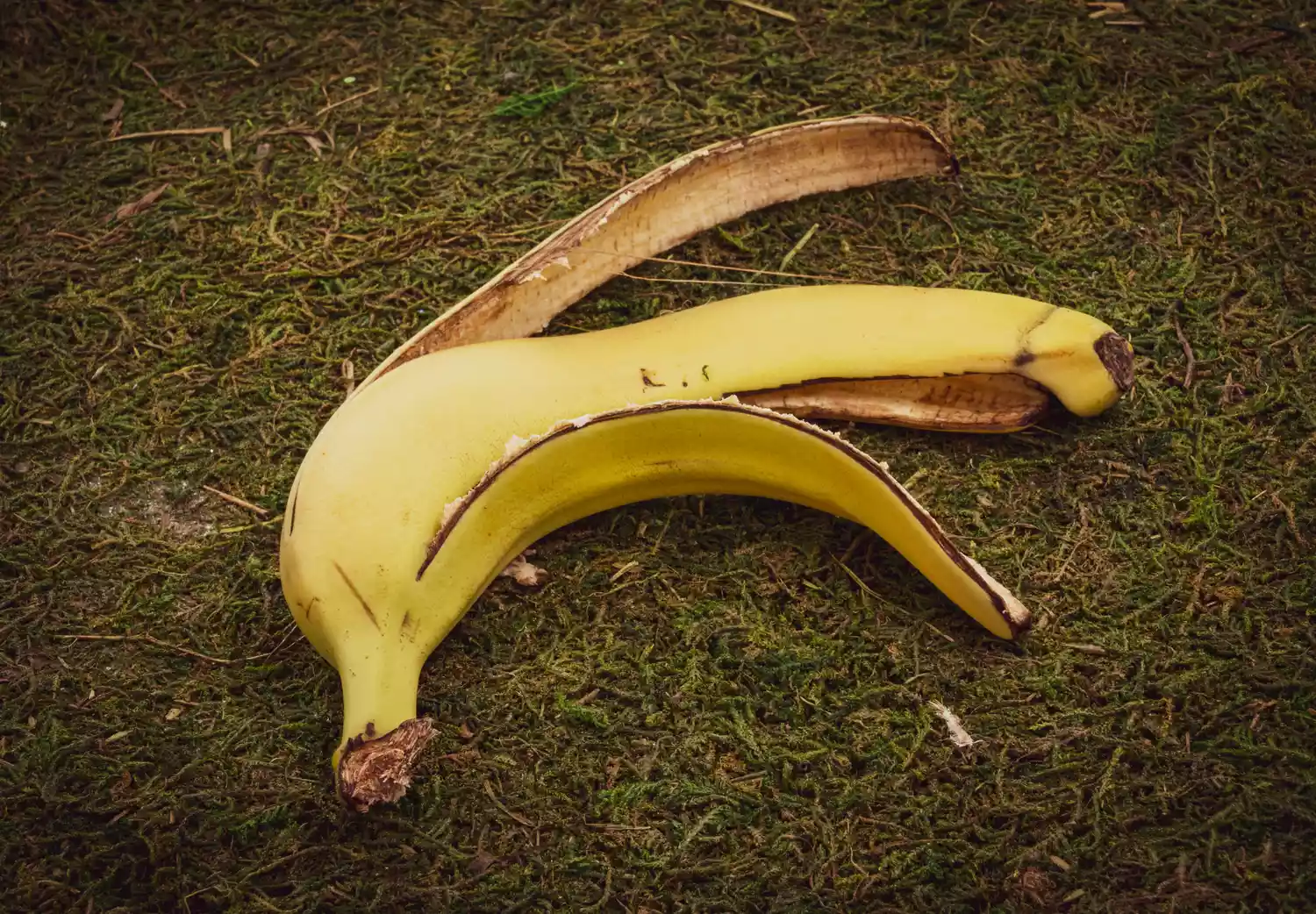 Should You Use Banana Peels In The Garden? Experts Weigh In